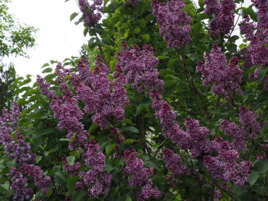 Eflatun cilt bakımı, beyaz ve mor çiçekli yeşil yaprakların arkaplanını kapatır
