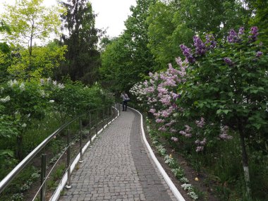 Keşişlerin Ortodoks manastırına dönüşmesi için leylak çiçekli taş patika