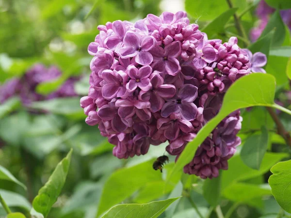 Leylak cilt yüzeyi, yenen yaprakların arka planına yakın.