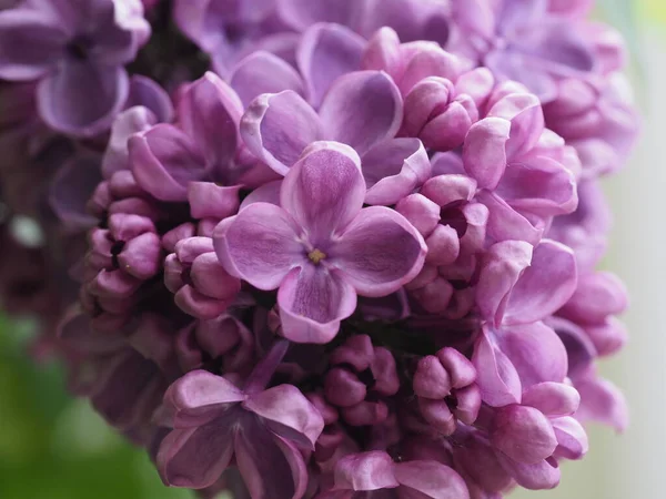 Kwiatostany Bzu Bliskie Tle Zjedzonych Liści — Zdjęcie stockowe