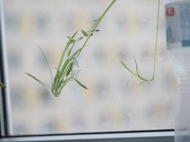 Bir şehir dairesinin pencere eşiğinde klorofitum çiçekleri