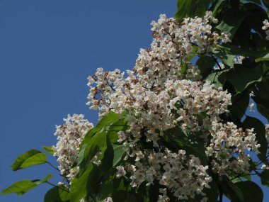 Gökyüzünün arka planında bir şehir parkında katalpa çiçeği