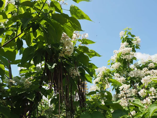 Цветок Катальпы Городском Парке Фоне Неба — стоковое фото