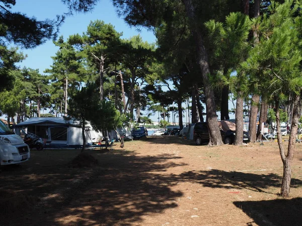 Motor Home Camping Pine Forest — 스톡 사진