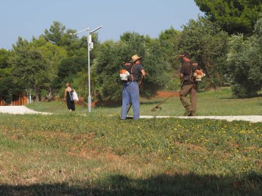 A lawnmower with a hand powered lawnmower mows the grass on the lawn in the park