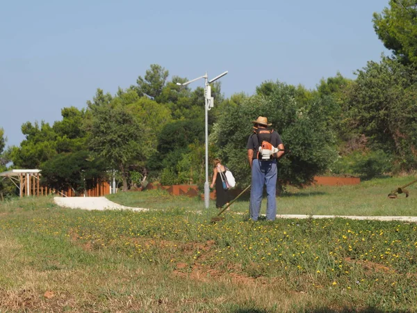 A lawnmower with a hand powered lawnmower mows the grass on the lawn in the park