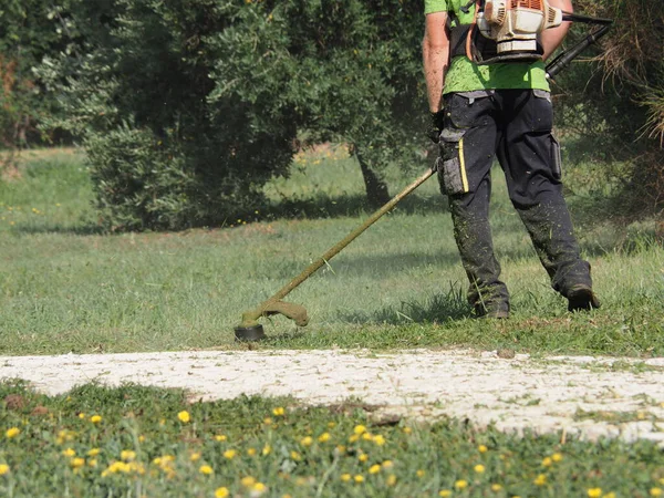 A lawnmower with a hand powered lawnmower mows the grass on the lawn in the park