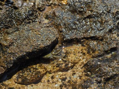A small crab close-up on a rocky seashore