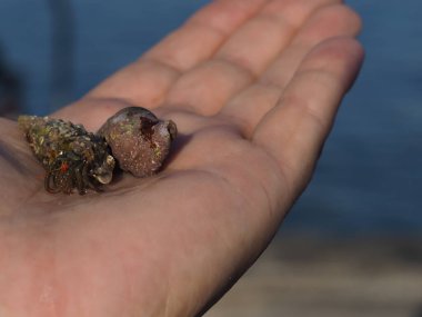 Small crab on palm close up