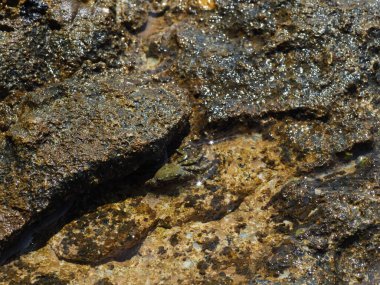 A small crab close-up on a rocky seashore