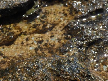 A small crab close-up on a rocky seashore