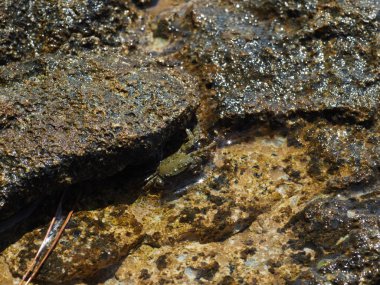 A small crab close-up on a rocky seashore