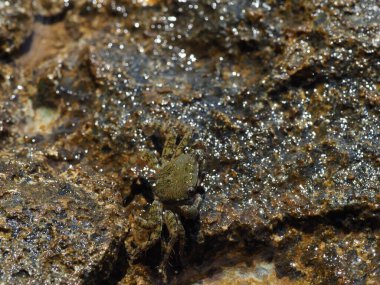 A small crab close-up on a rocky seashore
