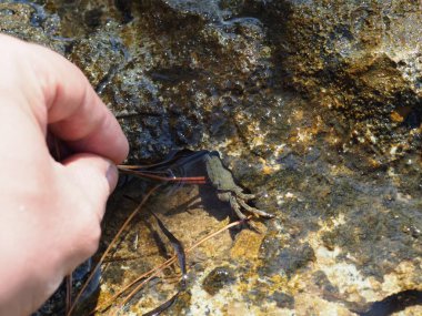 A small crab close-up on a rocky seashore