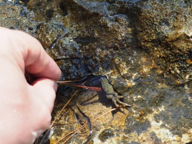 A small crab close-up on a rocky seashore