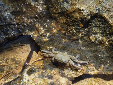 A small crab close-up on a rocky seashore