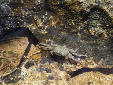 A small crab close-up on a rocky seashore