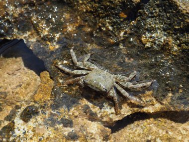 A small crab close-up on a rocky seashore