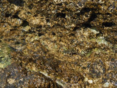 A small crab close-up on a rocky seashore