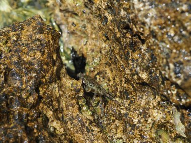 A small crab close-up on a rocky seashore