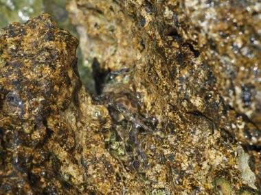 A small crab close-up on a rocky seashore
