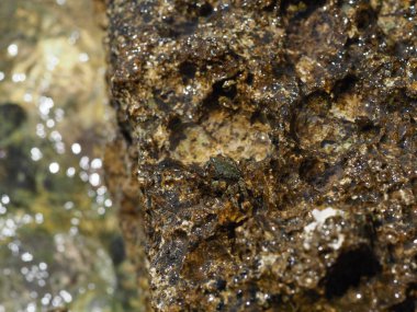 A small crab close-up on a rocky seashore