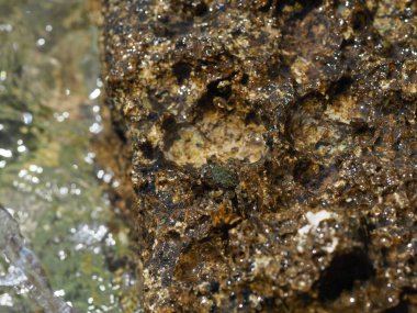A small crab close-up on a rocky seashore