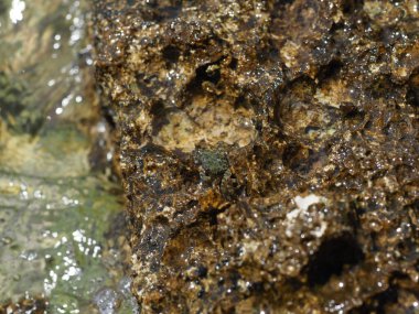 A small crab close-up on a rocky seashore