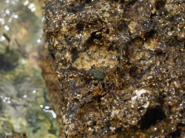 A small crab close-up on a rocky seashore