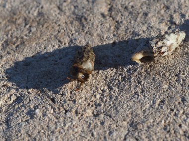 A small crab close-up on a rocky seashore