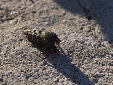 A small crab close-up on a rocky seashore