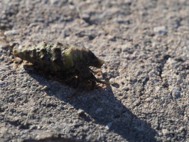 A small crab close-up on a rocky seashore