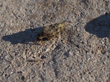 A small crab close-up on a rocky seashore