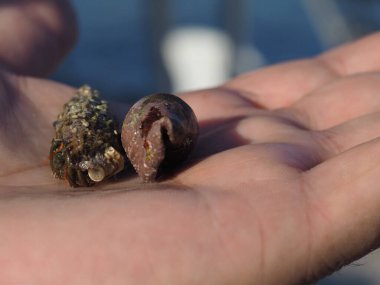 Small crab on palm close up