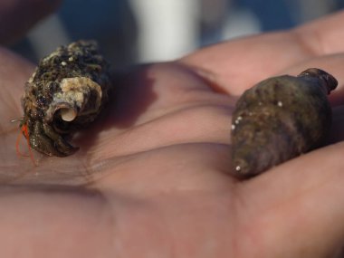 Small crab on palm close up