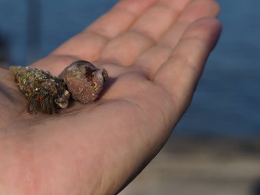 Small crab on palm close up