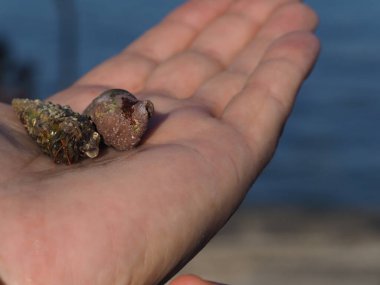 Small crab on palm close up