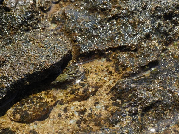 Small Crab Close Rocky Seashore — Fotografia de Stock