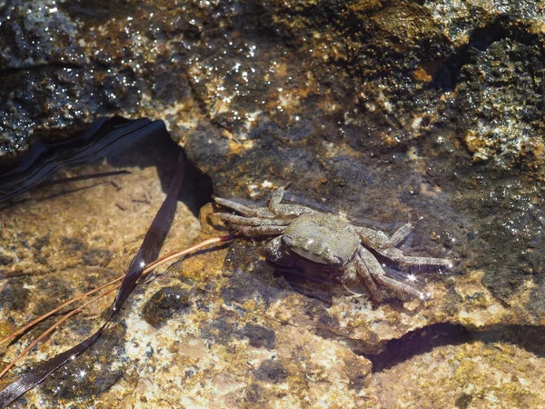 Small Crab Close Rocky Seashore — ストック写真