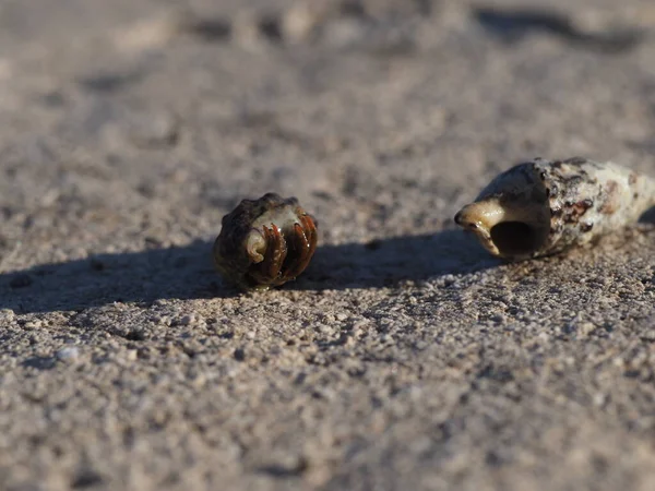 Small Crab Close Rocky Seashore — Stockfoto