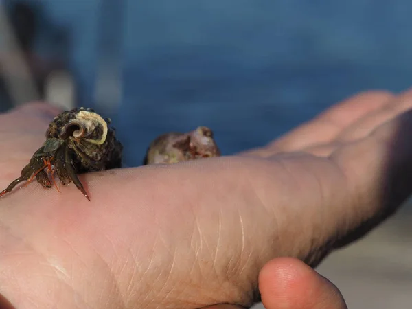 Small Crab Palm Close — Foto de Stock