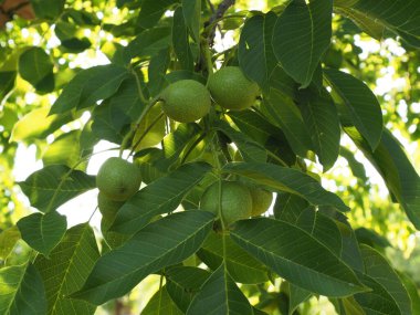 Leaves and walnut on a tree