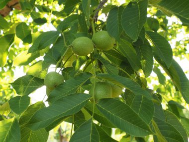 Leaves and walnut on a tree