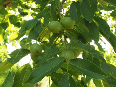 Leaves and walnut on a tree