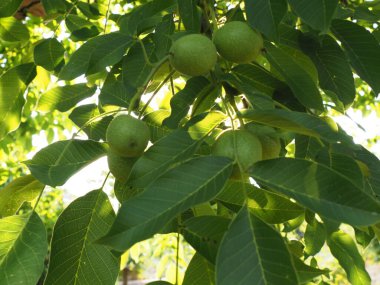 Leaves and walnut on a tree