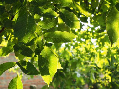 Walnut leaves on a tree illuminated by the rays of the setting sun