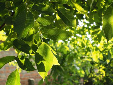 Walnut leaves on a tree illuminated by the rays of the setting sun