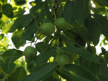 Leaves and walnut on a tree