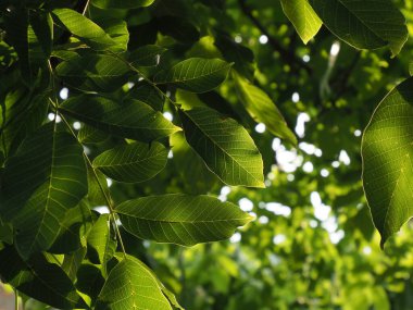 Walnut leaves on a tree illuminated by the rays of the setting sun