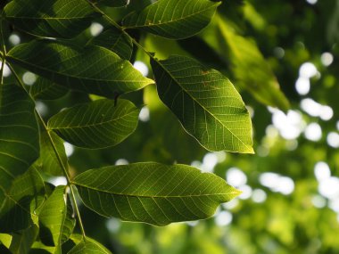 Walnut leaves on a tree illuminated by the rays of the setting sun